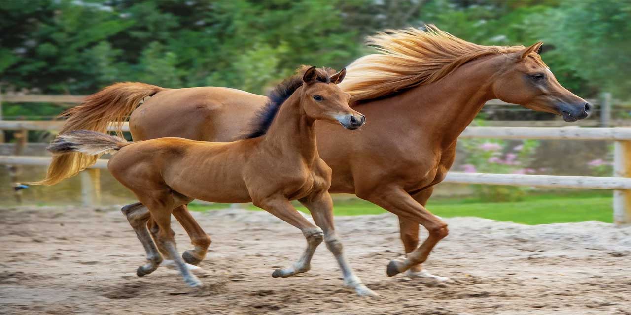 Atların En Hızlı Koşma Biçimi: Dörtnal
