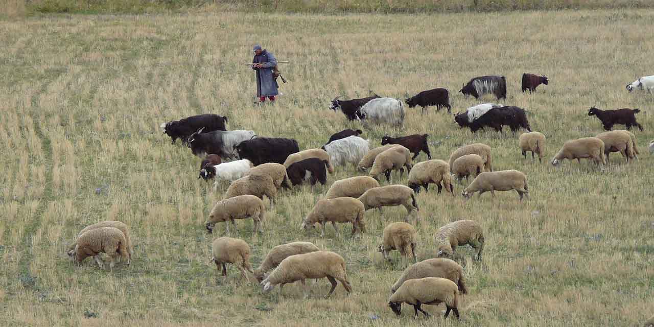 Çobanların Giydiği Dikişsiz Kolsuz Kıyafet Nedir