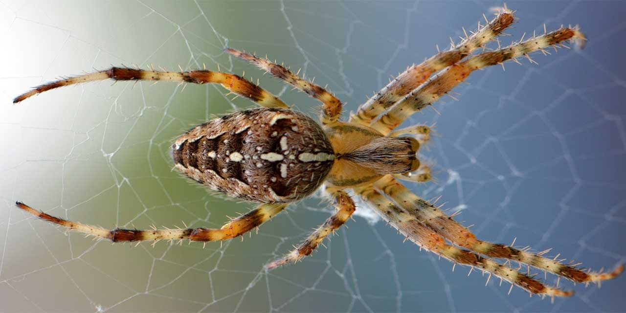 Örümcek İle İlgili Atasözleri, Deyimler ve Anlamları