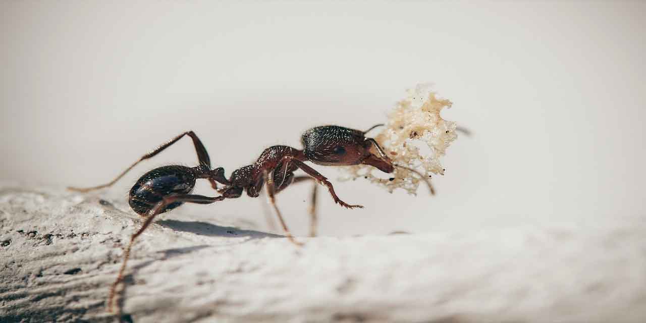 Karınca ile İlgili Atasözleri ve Deyimler