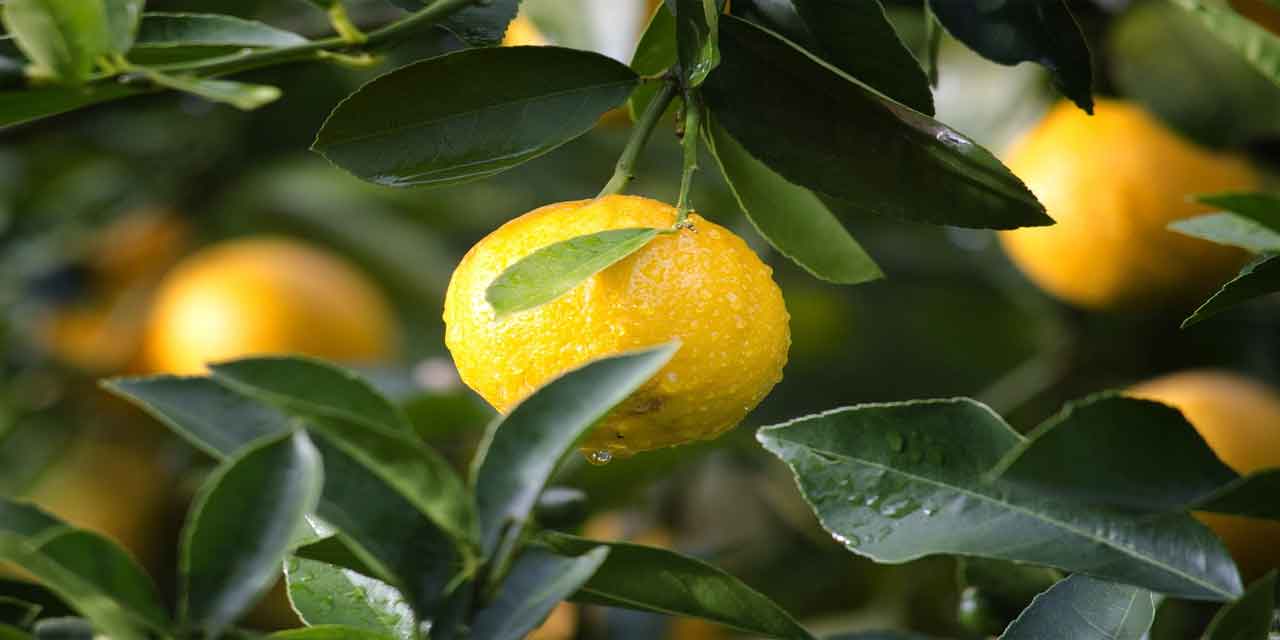 Limon ile İlgili Deyimler ve Anlamları: Aralarındaki İlişkiyi Öğrenin