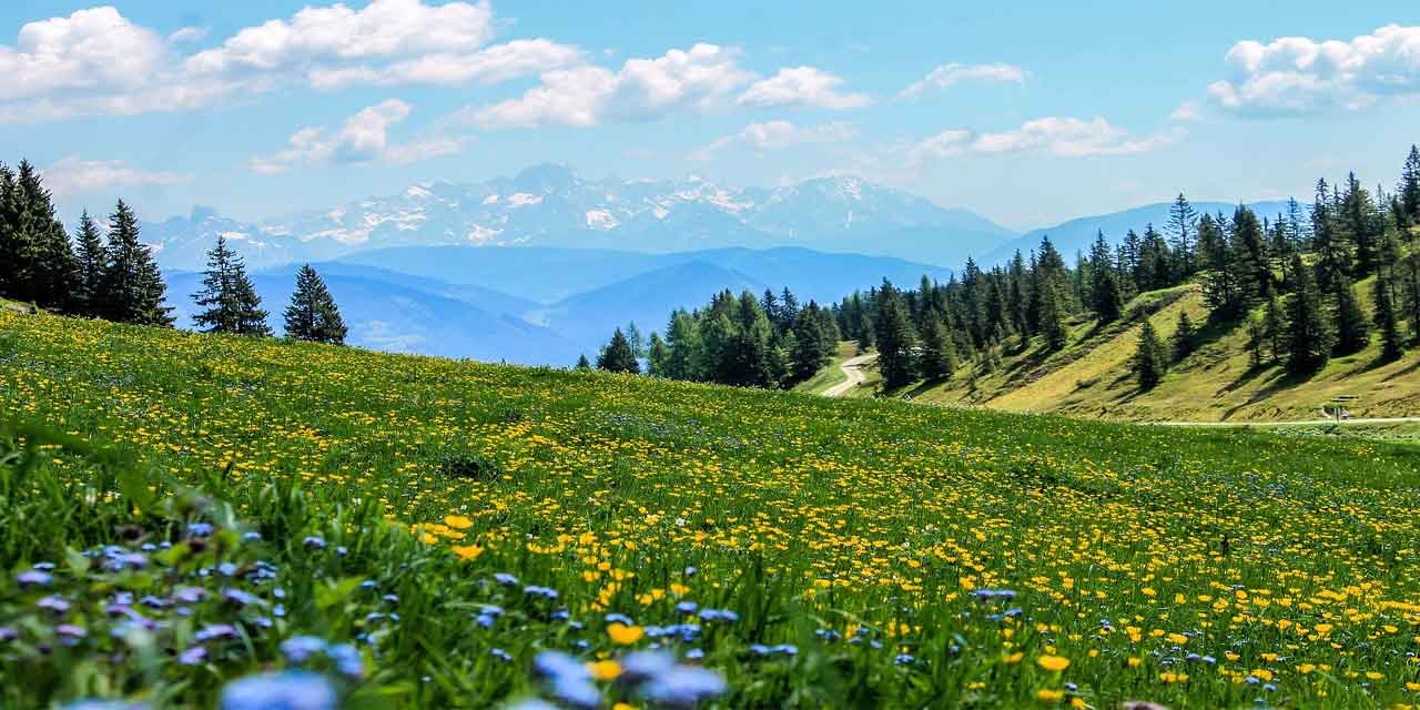 Bir bitkinin büyümesi için neler gereklidir?