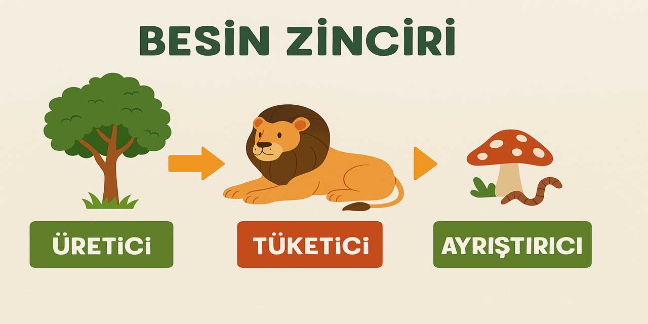 Besin Zincirinde Üretici, Tüketici ve Ayrıştırıcılara Örnekler Nelerdir?
