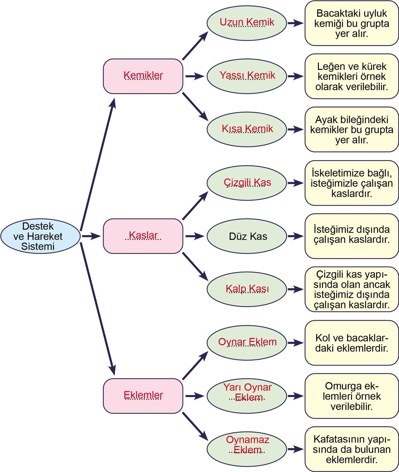 iskelet-sistemi.jpg