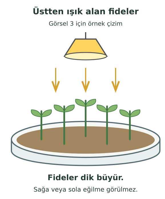 11. sınıf biyoloji sayfa 40: Üstten ışık alan fidelerin petri kabında dik büyümesini gösteren örnek çizim