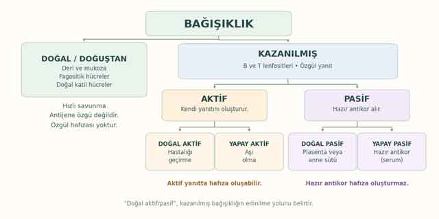 bagisiklik.jpg